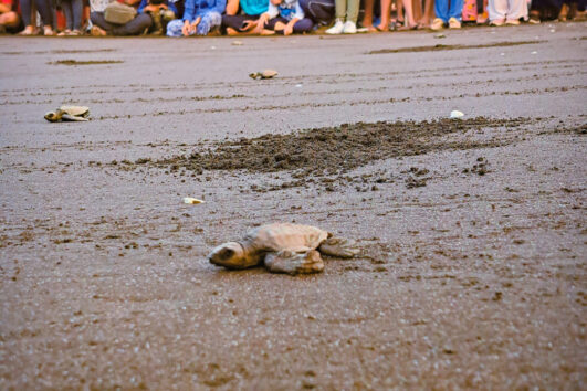 Velas Turtle Festival, 2025