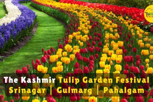 Tulip Garden Special Srinagar Tour, 2025